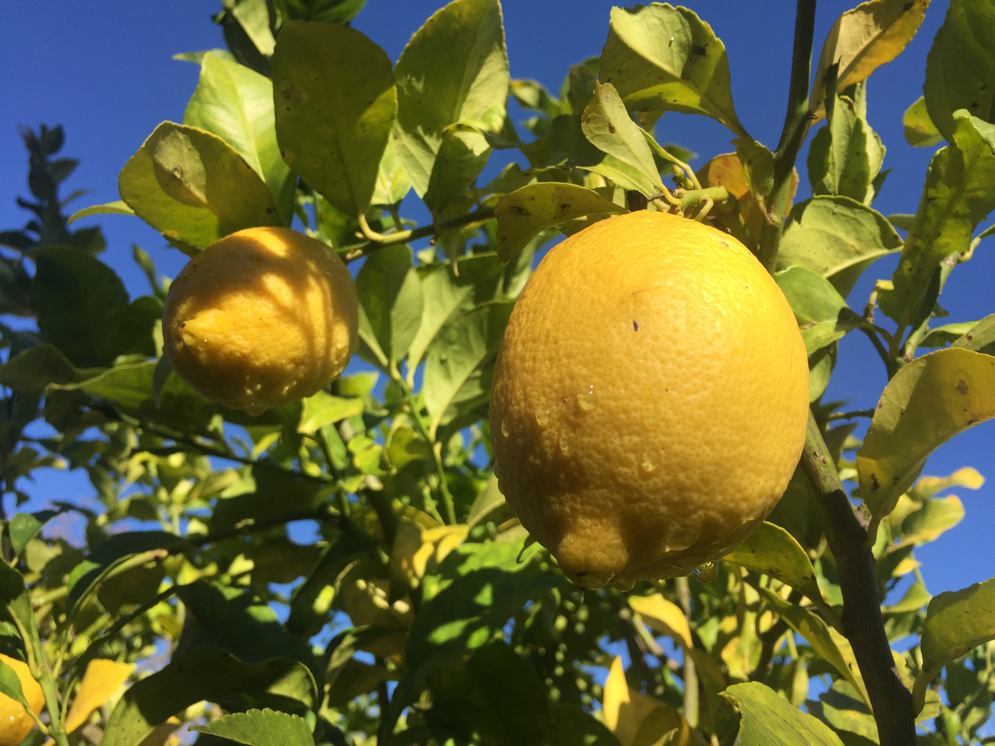 citrons.jpg